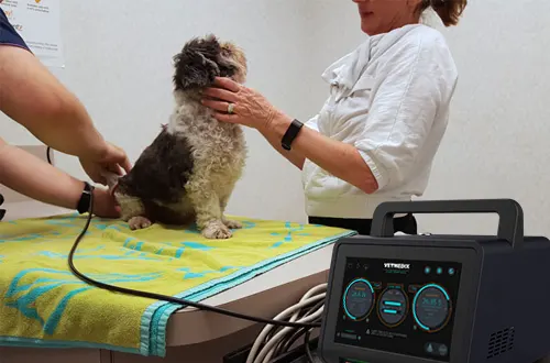 La laserterapia funziona per i cani?