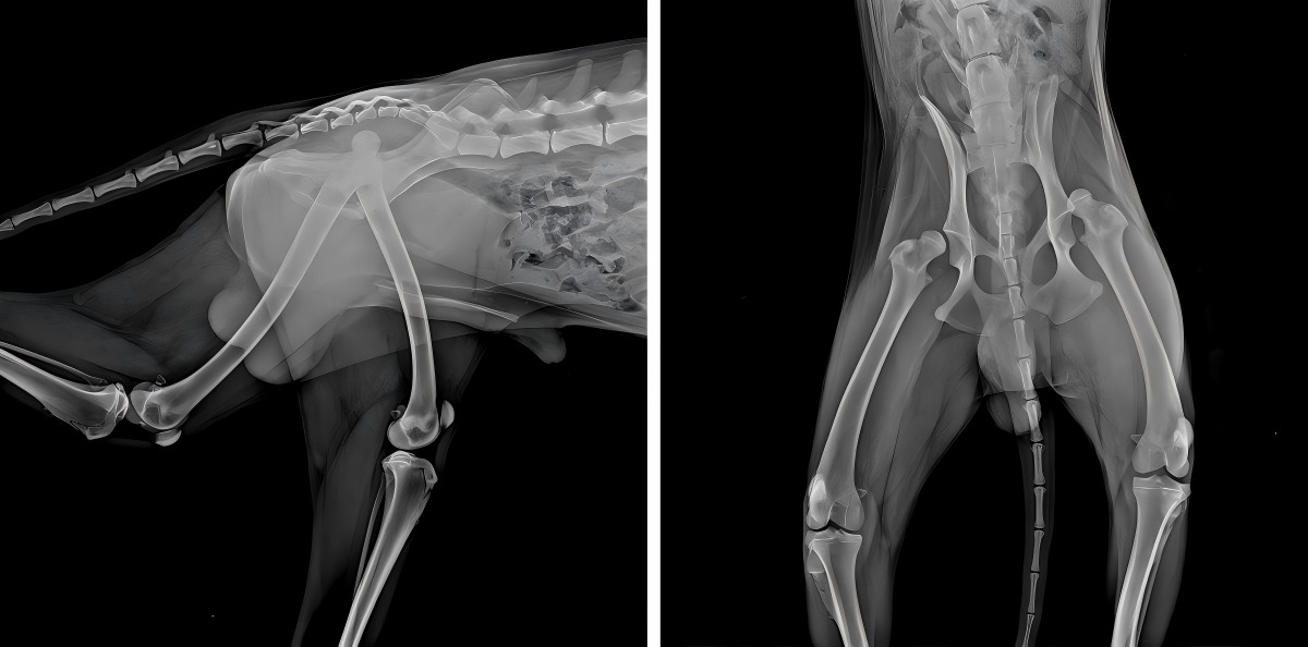 Condivisione di casi Vetmedix 丨 Laser ad alta potenza Migliora la riabilitazione postoperatoria della dislocazione del femorale bilaterale