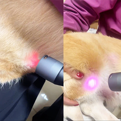 Vetmedix Case Sharing丨Caso di applicazione della terapia laser di classe 4 per lesioni dell'articolazione del ginocchio + cure postoperatorie per calcoli alla vescica