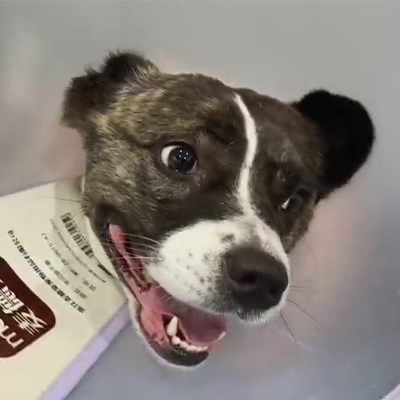 Case Report Vetmedix丨L'uso della terapia laser veterinaria nel trattamento della neurite acuta in un paziente canino