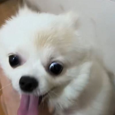 Condivisione di casi Vetmedix丨Caso di applicazione del laser ad alta energia nel trattamento della tigna canina