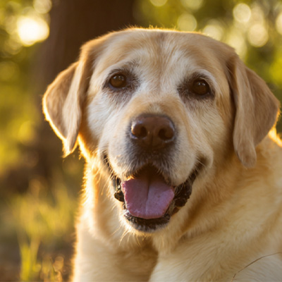 VetMedix Case Sharing丨Caso applicativo della terapia laser ad alta energia nel trattamento dei tumori perianali postoperatori non guaribili